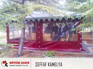 Şeffaf Kamelya